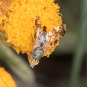 Austrotephritis poenia at Blue Devil Grassland, Umbagong Park (BDG) - 21 Jan 2024