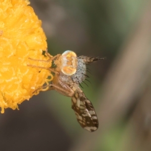 Austrotephritis poenia at Blue Devil Grassland, Umbagong Park (BDG) - 21 Jan 2024