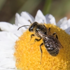 Lasioglossum (Chilalictus) sp. (genus & subgenus) (Halictid bee) at Blue Devil Grassland, Umbagong Park (BDG) - 20 Jan 2024 by kasiaaus