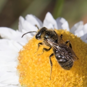 Lasioglossum (Chilalictus) sp. (genus & subgenus) at Blue Devil Grassland, Umbagong Park (BDG) - 21 Jan 2024