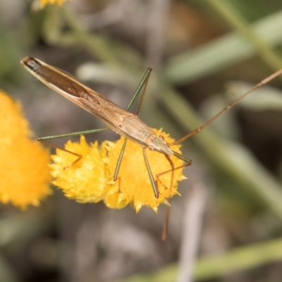 Mutusca brevicornis (A broad-headed bug) at Umbagong District Park - 20 Jan 2024 by kasiaaus