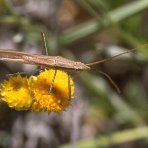 Mutusca brevicornis at Blue Devil Grassland, Umbagong Park (BDG) - 21 Jan 2024