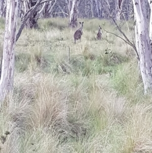 Macropus giganteus at Mt Holland - 21 Jan 2024 08:25 PM