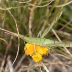 Acrida conica (Giant green slantface) at Umbagong District Park - 20 Jan 2024 by kasiaaus