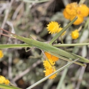 Acrida conica at Blue Devil Grassland, Umbagong Park (BDG) - 21 Jan 2024