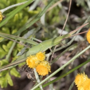 Acrida conica at Blue Devil Grassland, Umbagong Park (BDG) - 21 Jan 2024