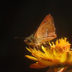 Dispar compacta (Barred Skipper) at Monga, NSW - 21 Jan 2024 by MatthewFrawley