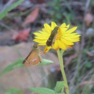 Dispar compacta at Monga National Park - 21 Jan 2024 04:14 PM