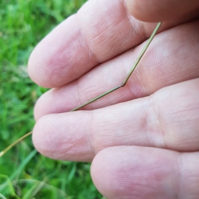 Rytidosperma sp. (Wallaby Grass) at Tinderry, NSW - 21 Jan 2024 by danswell