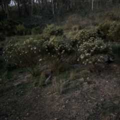 Cassinia longifolia (Shiny Cassinia, Cauliflower Bush) at Aranda Bushland - 21 Jan 2024 by lbradley