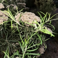 Cassinia longifolia at Aranda, ACT - 21 Jan 2024 08:45 PM