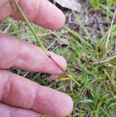 Bothriochloa macra (Red Grass, Red-leg Grass) at Tinderry, NSW - 21 Jan 2024 by danswell