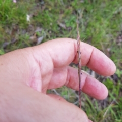 Bothriochloa macra at Mt Holland - 21 Jan 2024