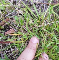 Bothriochloa macra at Mt Holland - 21 Jan 2024