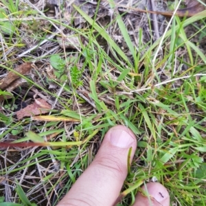 Bothriochloa macra at Mt Holland - 21 Jan 2024