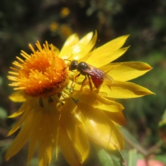 Exoneura sp. (genus) (A reed bee) at QPRC LGA - 21 Jan 2024 by MatthewFrawley