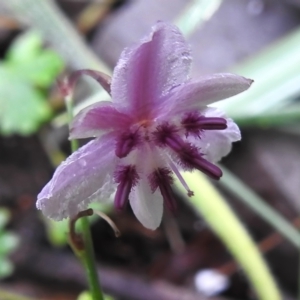 Arthropodium minus at Namadgi National Park - 16 Jan 2024 10:58 AM