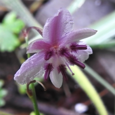 Arthropodium minus (Small Vanilla Lily) at Namadgi National Park - 16 Jan 2024 by JohnBundock