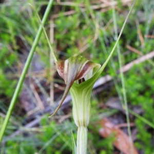 Diplodium decurvum at Namadgi National Park - 16 Jan 2024