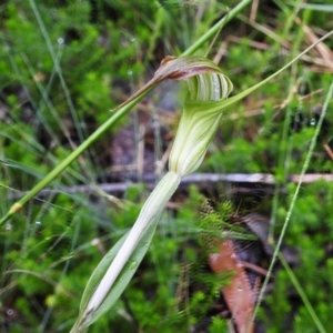 Diplodium decurvum at Namadgi National Park - 16 Jan 2024