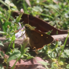 Timoconia flammeata (Bright Shield-skipper) at Monga National Park - 21 Jan 2024 by MatthewFrawley