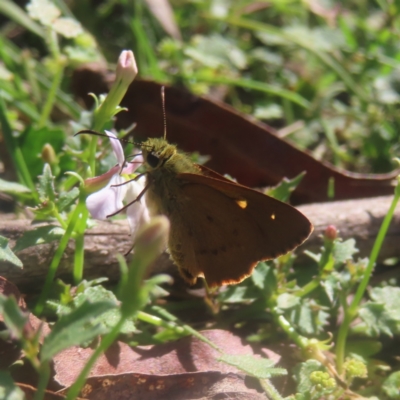 Timoconia flammeata (Bright Shield-skipper) at Monga National Park - 21 Jan 2024 by MatthewFrawley