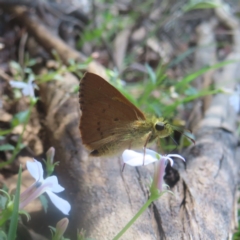 Timoconia flammeata at QPRC LGA - 21 Jan 2024