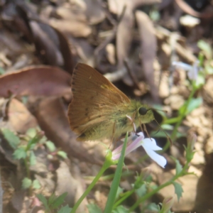 Timoconia flammeata at QPRC LGA - 21 Jan 2024