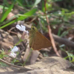 Timoconia flammeata at QPRC LGA - 21 Jan 2024