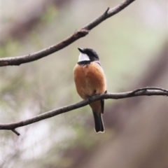 Pachycephala rufiventris (Rufous Whistler) at Tidbinbilla Nature Reserve - 23 Dec 2023 by HappyWanderer