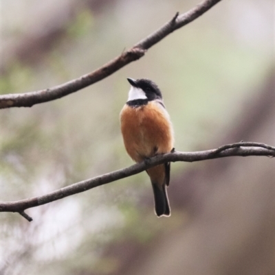 Pachycephala rufiventris (Rufous Whistler) at Tidbinbilla Nature Reserve - 23 Dec 2023 by HappyWanderer