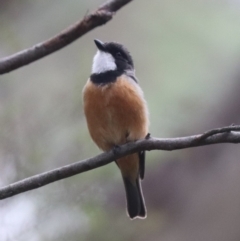 Pachycephala rufiventris at Tidbinbilla Nature Reserve - 23 Dec 2023