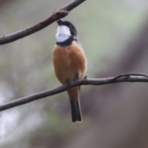 Pachycephala rufiventris at Tidbinbilla Nature Reserve - 23 Dec 2023 02:00 PM