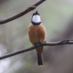 Pachycephala rufiventris at Tidbinbilla Nature Reserve - 23 Dec 2023 02:00 PM