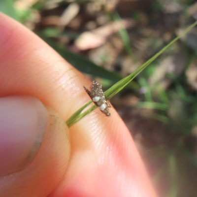 Glyphipterix chrysoplanetis (A Sedge Moth) at Monga, NSW - 21 Jan 2024 by MatthewFrawley