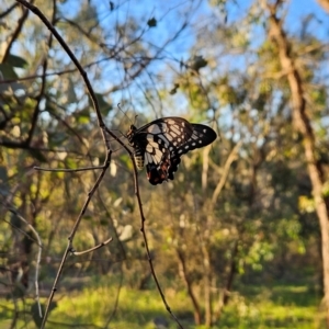 Papilio anactus at Cooleman Ridge - 21 Jan 2024