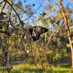 Papilio anactus (Dainty Swallowtail) at Cooleman Ridge - 21 Jan 2024 by BethanyDunne