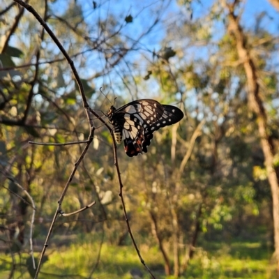 Papilio anactus (Dainty Swallowtail) at Cooleman Ridge - 21 Jan 2024 by BethanyDunne