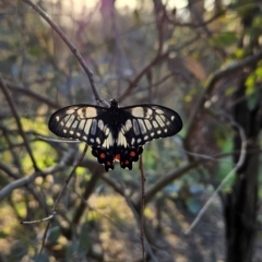 Papilio anactus at Cooleman Ridge - 21 Jan 2024