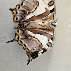 Charaxes sempronius (Tailed Emperor) at Chapman, ACT - 21 Jan 2024 by BethanyDunne