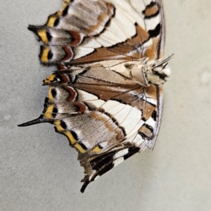 Charaxes sempronius at Cooleman Ridge - 21 Jan 2024