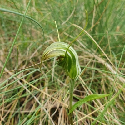 Diplodium aestivum (Long-tongued Summer Greenhood) at Namadgi National Park - 20 Jan 2024 by shoko