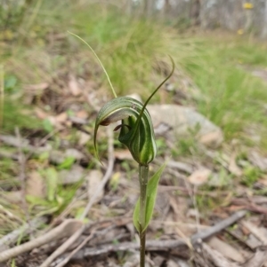 Diplodium aestivum at Namadgi National Park - 20 Jan 2024