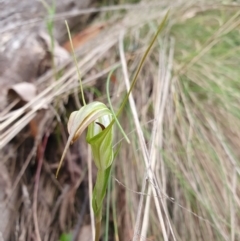 Diplodium decurvum (Summer greenhood) at Cotter River, ACT - 20 Jan 2024 by shoko