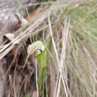 Diplodium decurvum (Summer greenhood) at Cotter River, ACT - 20 Jan 2024 by shoko