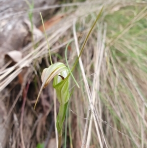 Diplodium decurvum at Namadgi National Park - 20 Jan 2024