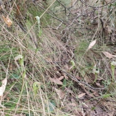 Diplodium decurvum at Namadgi National Park - 20 Jan 2024