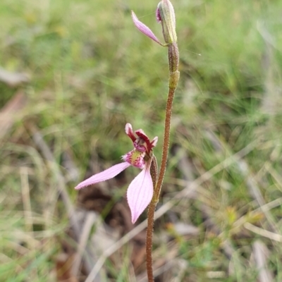 Eriochilus magenteus (Magenta Autumn Orchid) at Namadgi National Park - 20 Jan 2024 by shoko