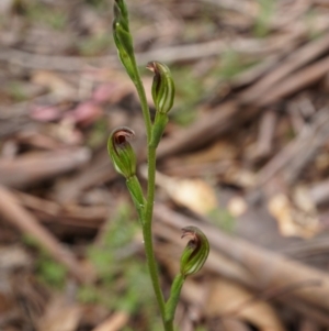 Speculantha multiflora at Namadgi National Park - suppressed