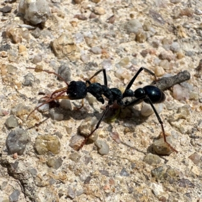 Myrmecia tarsata (Bull ant or Bulldog ant) at Tidbinbilla Nature Reserve - 19 Jan 2024 by Pirom